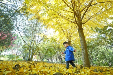 玉渊潭公园推出7大赏秋景点